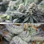Cannabis seeds Meringue® from Dutch Passion